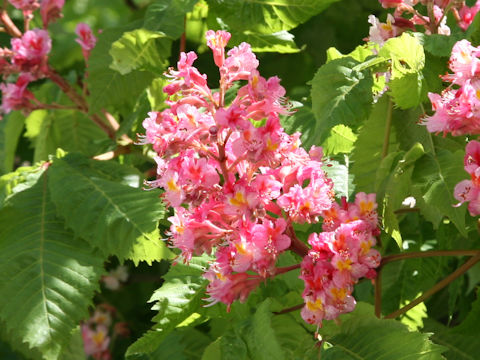 Aesculus x carnea