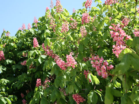 Aesculus x carnea