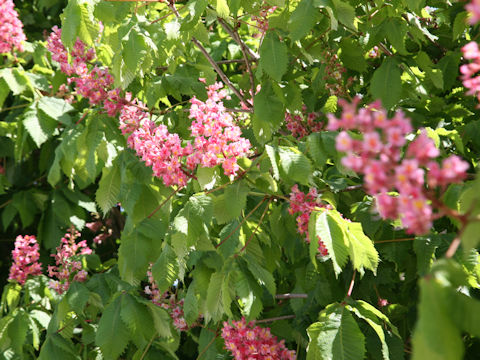 Aesculus x carnea