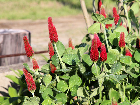 Trifolium incarnatum cv. Strawberry Torch