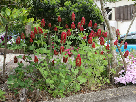 Trifolium incarnatum cv. Strawberry Torch