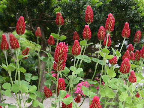 Trifolium incarnatum cv. Strawberry Torch
