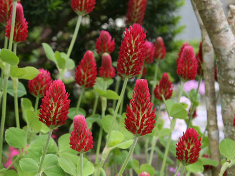 Trifolium incarnatum cv. Strawberry Torch