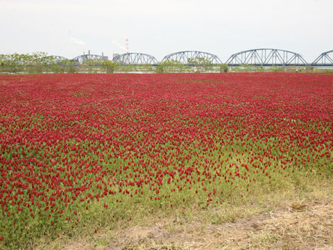 Trifolium incarnatum