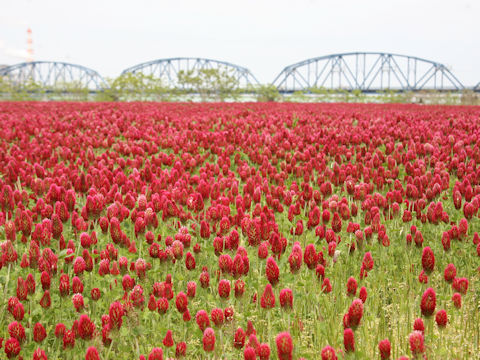 Trifolium incarnatum