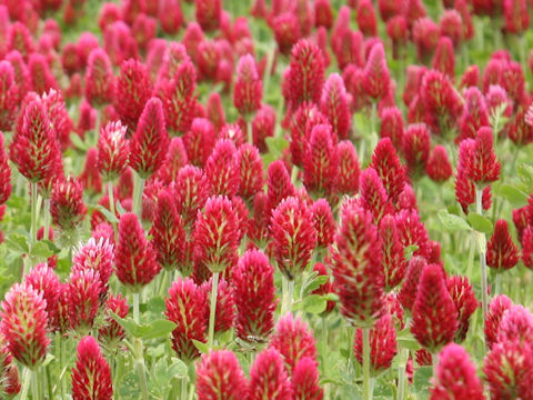 Trifolium incarnatum
