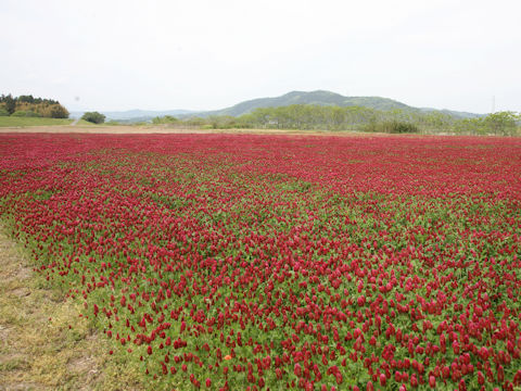 Trifolium incarnatum