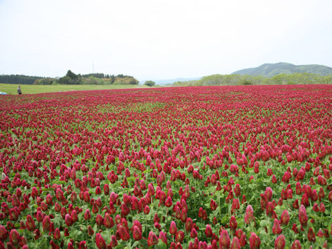 Trifolium incarnatum
