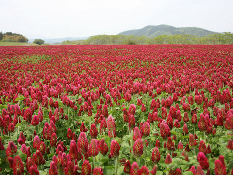 Trifolium incarnatum