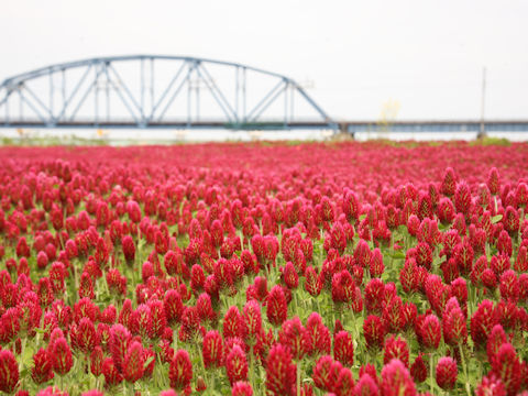 Trifolium incarnatum