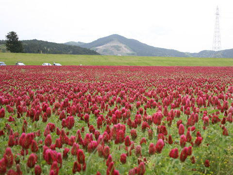 Trifolium incarnatum