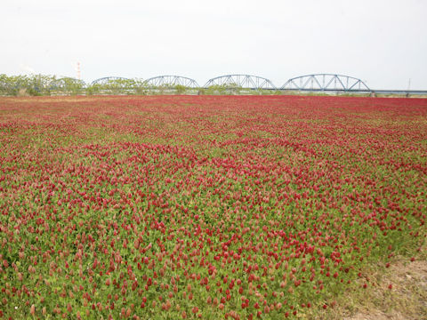 Trifolium incarnatum