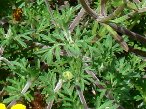 Bidens ferulifolia cv. California Sun