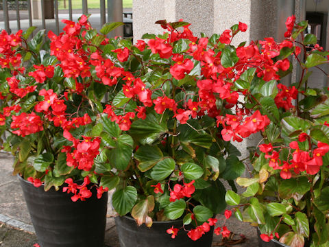 Begonia x benariensis