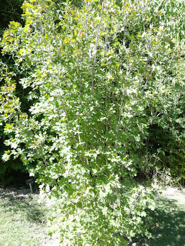 Acer grandidentatum var. sinuosum