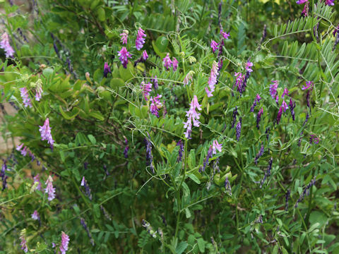 Vicia villosa
