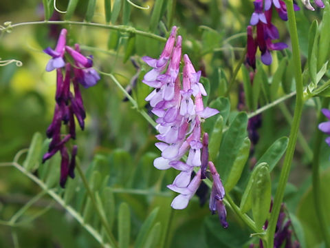 Vicia villosa
