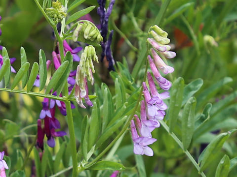 Vicia villosa