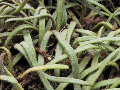 Pyrrosia linearifolia