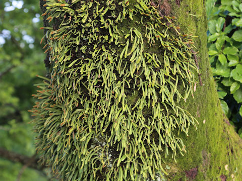 Pyrrosia linearifolia