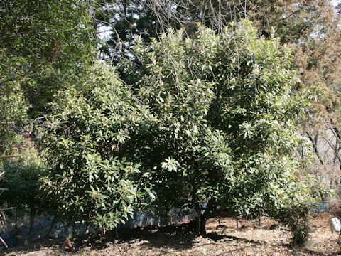 Eriobotrya japonica