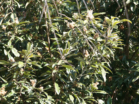 Eriobotrya japonica