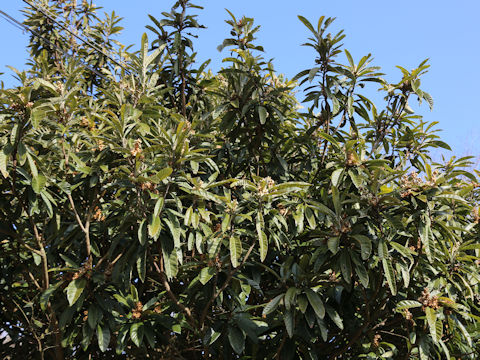Eriobotrya japonica