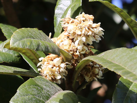 Eriobotrya japonica