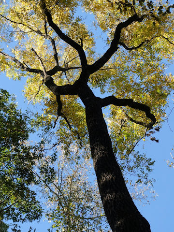 Juglans nigra