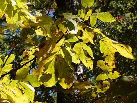 Juglans nigra