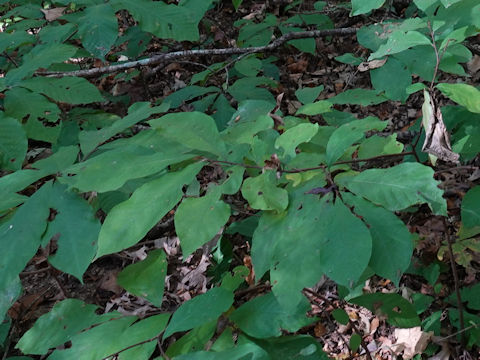 Juglans nigra