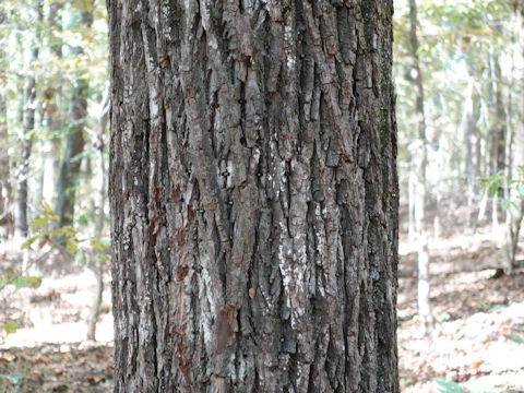Juglans nigra