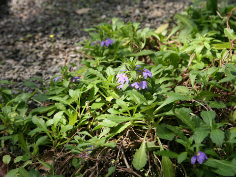 Scaevola aemula