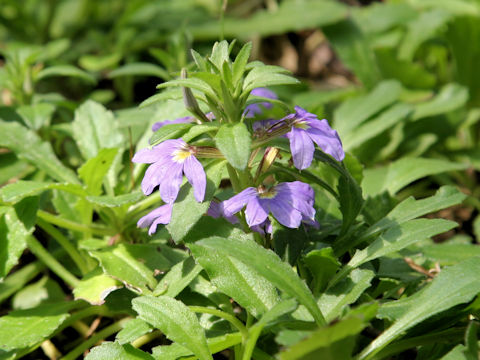 Scaevola aemula