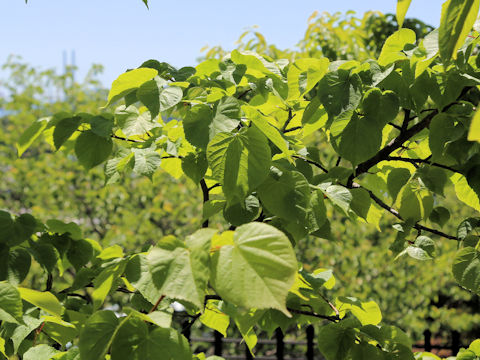 Tilia miqueliana