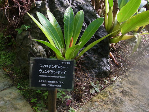 Philodendron wendlandii