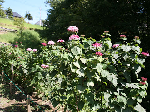 Clerodendrum bungei