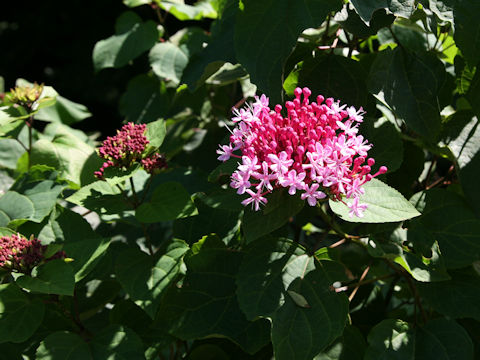 Clerodendrum bungei