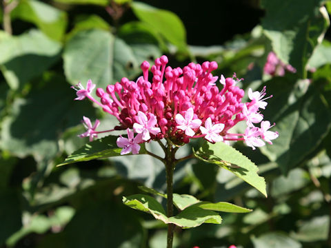 Clerodendrum bungei