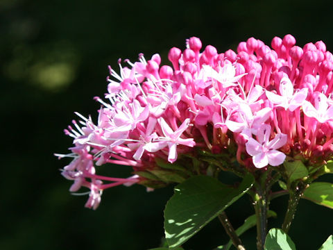 Clerodendrum bungei