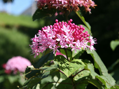 Clerodendrum bungei