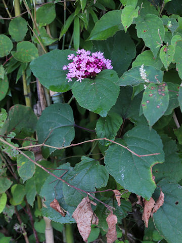 Clerodendrum bungei