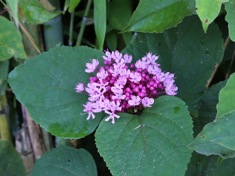 Clerodendrum bungei