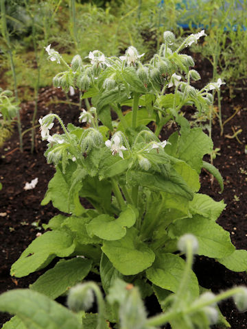 Borago officinalis