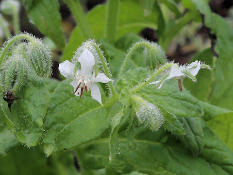 Borago officinalis