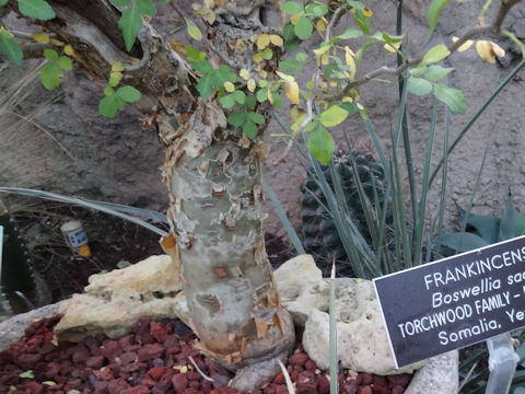 Boswellia sacra