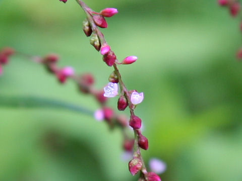 Persicaria pubescens