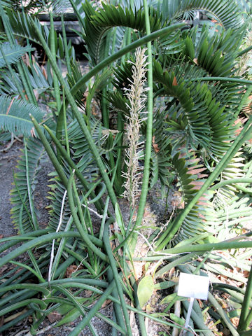 Sansevieria cylindrica