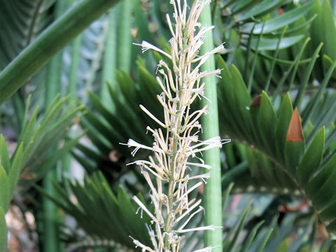 Sansevieria cylindrica