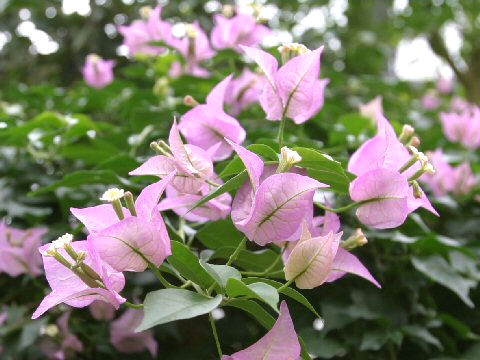 SALE／37%OFF】 レア：斑入りブーゲンビリアBougainvillea hybrid